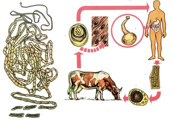 For a very common helminth, cow tapeworm, a cow serves as a host for the intermediate, and a man is the latter. 