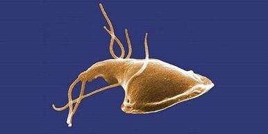 Types of parasites in human body