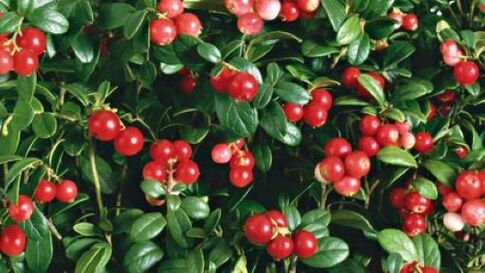 lingonberries against parasites in the body