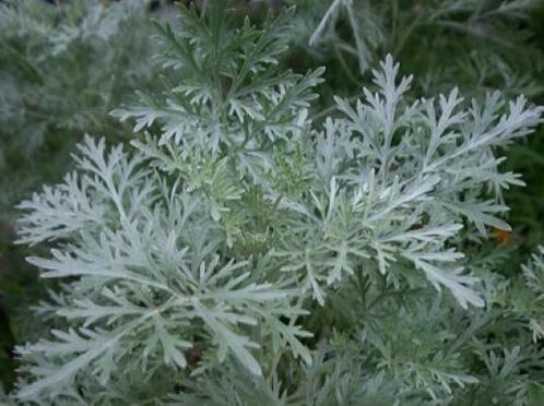 wormwood for parasites in the body