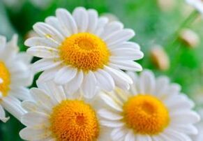 Treatment of chamomile flowers - a means to get rid of worms