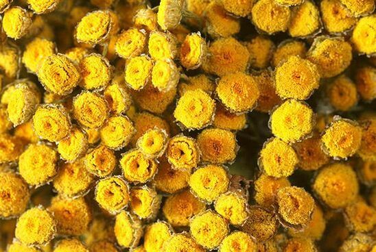 tansy, contains toxic substances for humans