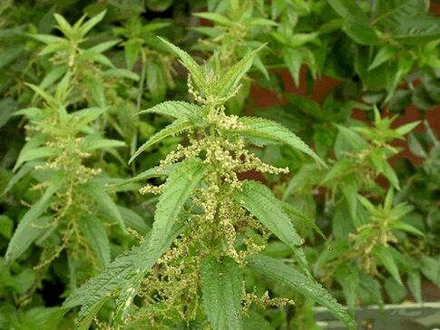 to clean the body of nettles from parasites