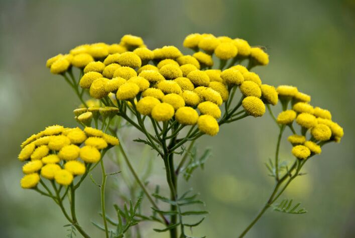 Bitter plant tansy will help remove parasites from the body