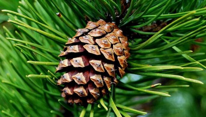 pine cones to eliminate parasites