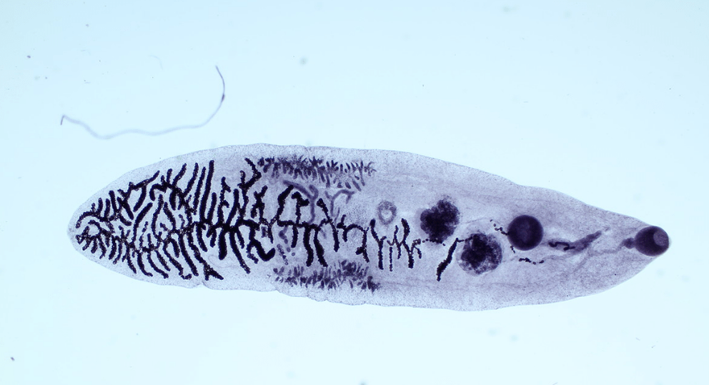 A parasite from the class Flukes (trematodes)